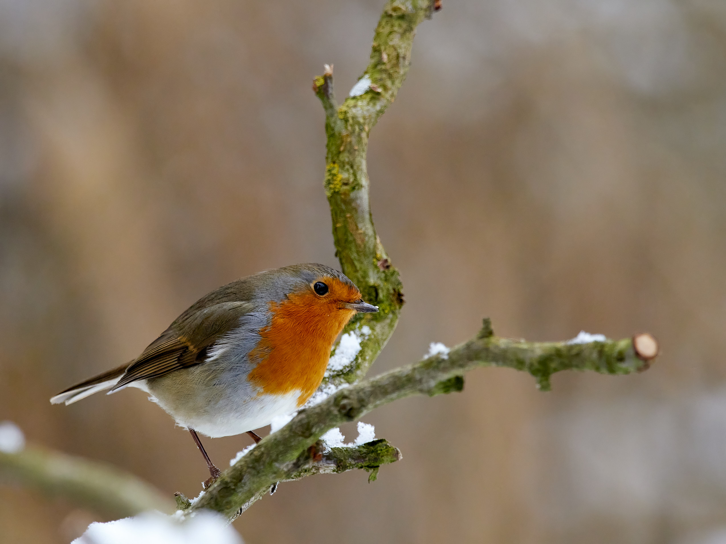 Rotkehlchen MSOX4629 1